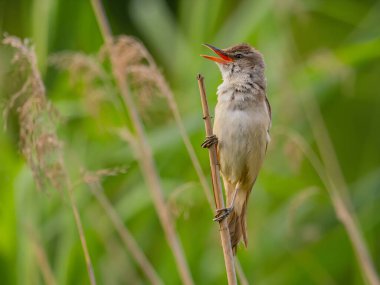 Bir Great Reed Warbler sağlam bir musluğun üzerine tünemiş, etrafını keskin bir gözle gözlemliyor. Onun melodik şarkısı havayı dolduruyor..