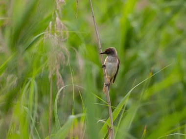 Bir Great Reed Warbler sağlam bir musluğun üzerine tünemiş, etrafını keskin bir gözle gözlemliyor. Onun melodik şarkısı havayı dolduruyor..