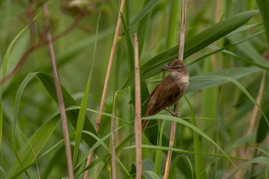 Kamış sapına tünemiş yetenekli bir Great Reed Warbler gagasında lezzetli bir solucan tutuyor. Avcılık maharetinin bir kanıtı..