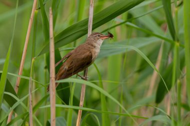 Kamış sapına tünemiş yetenekli bir Great Reed Warbler gagasında lezzetli bir solucan tutuyor. Avcılık maharetinin bir kanıtı..