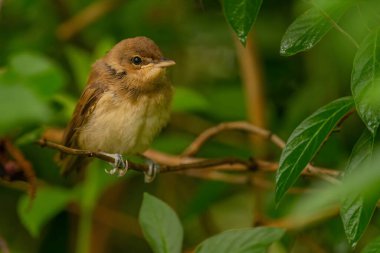 Bir Büyük Reed Warbler yemyeşil bir dala tünemiş, çevreleyen yapraklarla uyum içinde..
