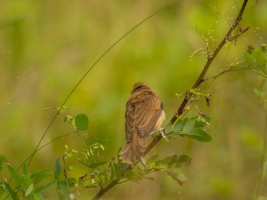 Büyük Reed Warbler bir ağaç dalına tünemiş, yemyeşil zemin ile harmanlanmış. Büyük Reed Warbler bir ağaç dalına tünemiş, yemyeşil arka planla harmanlanmış..