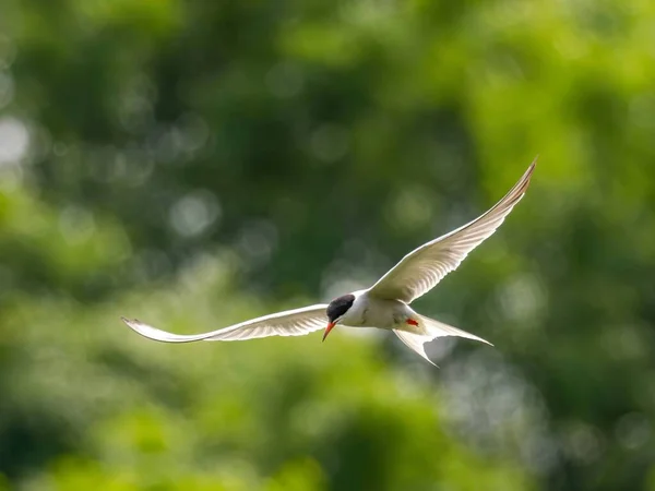 Κοινή Tern Που Πετούν Στον Αέρα Μέσα Πλούσια Βλάστηση — Φωτογραφία Αρχείου