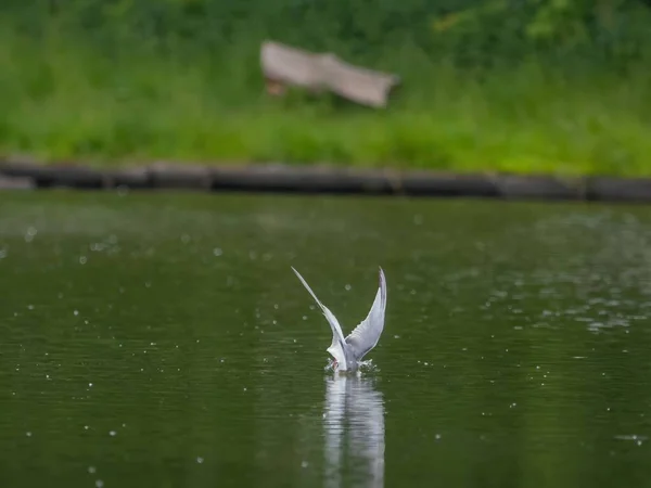 Flussseeschwalbe Flug Anmutig Fängt Sie Einen Fisch Schnabel — Stockfoto