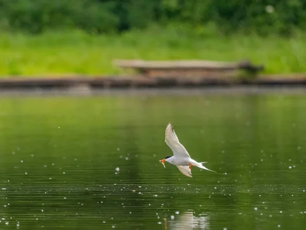 Κοινός Τερν Πτήσει Αιχμαλωτίζοντας Χάρη Ένα Ψάρι Στο Ράμφος Του — Φωτογραφία Αρχείου