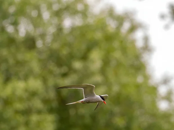 Common Tern Eleva Por Aire Medio Frondoso Follaje Verde — Foto de Stock