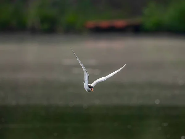 Common Tern Gracefully Gliding Air Shimmering Water Its Wings Outstretched — Stock Photo, Image