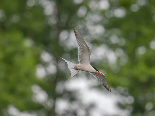 Common Tern Soaring Gracefully Sky Its Wings Outstretched Catching Wind — Stock Photo, Image
