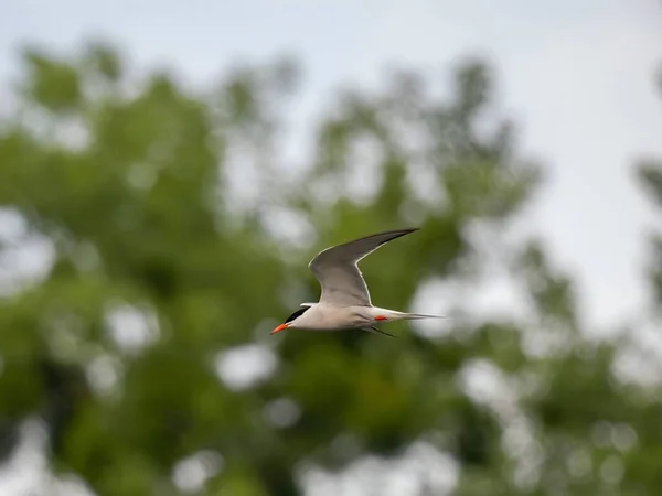 Ένα Common Tern Που Υψώνεται Χάρη Στον Ουρανό Φτερά Του — Φωτογραφία Αρχείου