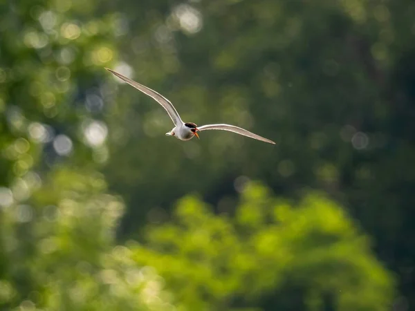 Ένα Common Tern Που Υψώνεται Χάρη Στον Ουρανό Φτερά Του — Φωτογραφία Αρχείου