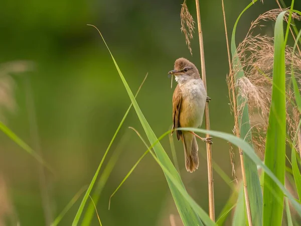 Great Reed Warbler Posó Sobre Una Espiga Robusta Observando Sus —  Fotos de Stock