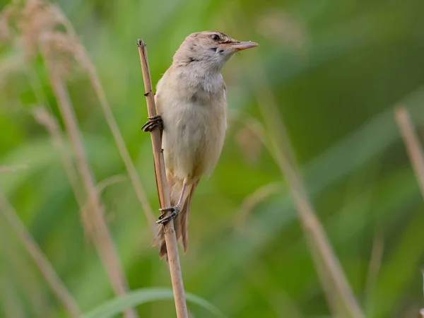 Stor Reed Warbler Uppflugen Robust Spigot Observera Sin Omgivning Med — Stockfoto