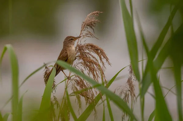 Μια Μεγάλη Reed Warbler Σκαρφαλωμένο Ένα Ανθεκτικό Αιχμηρό Αντικείμενο Παρατηρώντας — Φωτογραφία Αρχείου