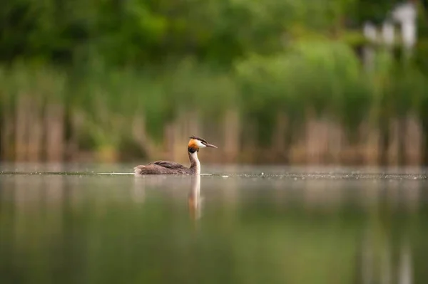 Majestic Great Crested Grebe Gracefully Gliding Water Surrounded Lush Greenery — Stock Photo, Image