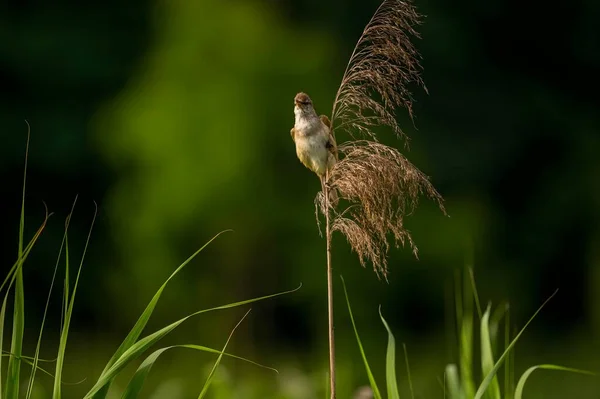 Μια Μεγάλη Reed Warbler Σκαρφαλωμένο Ένα Ανθεκτικό Αιχμηρό Αντικείμενο Παρατηρώντας — Φωτογραφία Αρχείου
