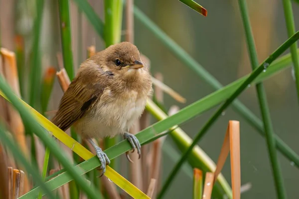 Ένα Μεγάλο Reed Warbler Σκαρφαλωμένο Στο Ζωντανό Πράσινο Γρασίδι Καμουφλαρισμένο — Φωτογραφία Αρχείου