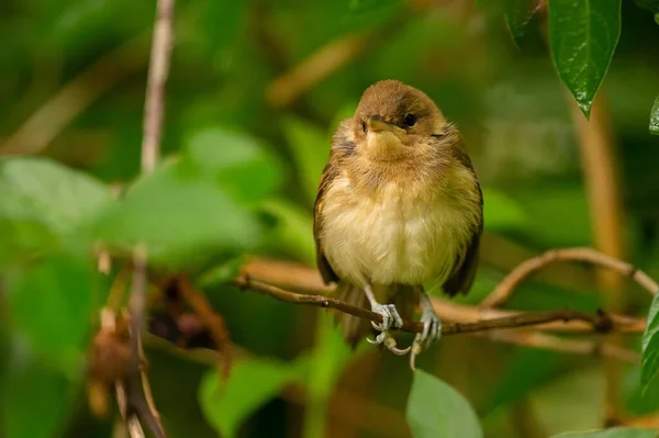 Great Reed Warbler Perched Lush Green Branch Blending Harmoniously Surrounding — Stock Photo, Image