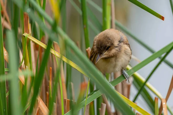 Ένα Μεγάλο Reed Warbler Σκαρφαλωμένο Στο Ζωντανό Πράσινο Γρασίδι Καμουφλαρισμένο — Φωτογραφία Αρχείου