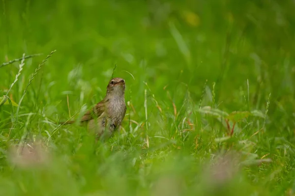Bir Great Reed Warbler Canlı Yeşil Çimlerin Üzerine Tünemiş Doğal — Stok fotoğraf