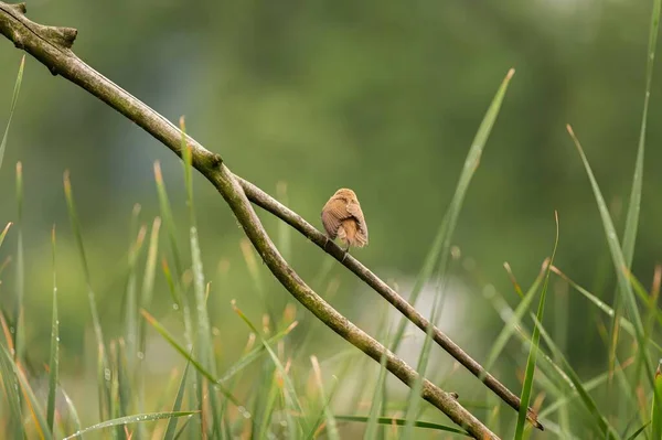 Grande Reed Warbler Empoleirado Ramo Verde Exuberante Misturando Harmoniosamente Com — Fotografia de Stock