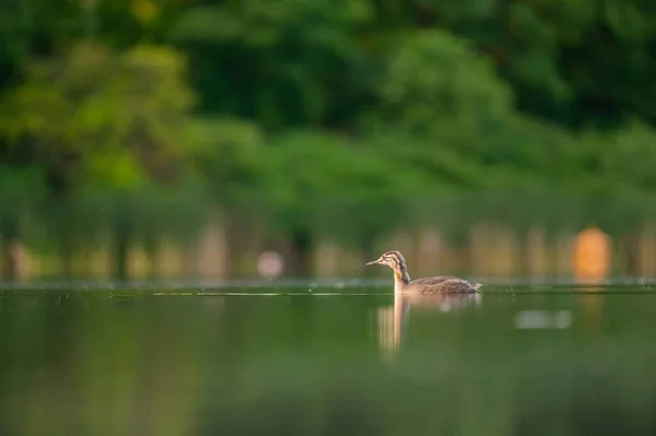 Great Crested Grebe Gracefully Gliding Tranquil Water Backdrop Majestic Trees — Stock Photo, Image