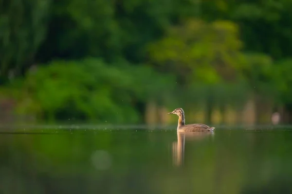 Great Crested Grebe Gracefully Gliding Tranquil Water Backdrop Majestic Trees — Stock Photo, Image