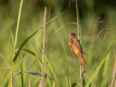 Büyük Reed Warbler etrafındaki bitkilerin arasında kamufle olmuş uzun otların üzerinde oturuyor..