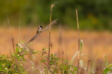 Vahşi bir ortak Reed Bunting verimli yeşilliğin ortasında ince bir gövdeye tünemiş, doğanın güzelliğini gözler önüne seriyordu. Ördek güneşin öptüğü sularda süzülüyor, turuncunun büyüleyici renkleriyle çevrili. Huzurlu güzellik mükemmel bir uyum içinde.