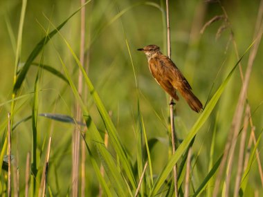Büyük Reed Warbler etrafındaki bitkilerin arasında kamufle olmuş uzun otların üzerinde oturuyor..