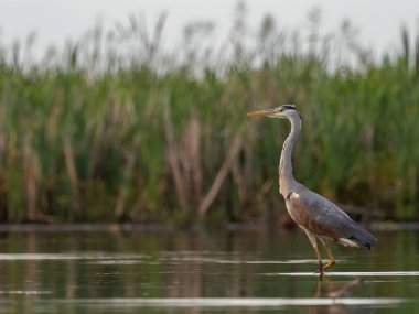 Görkemli bir gri balıkçıl zarif bir şekilde sakin sularda duruyor. Uzun figürü, çevreleyen bitkilerin canlı yeşilliğiyle kusursuz bir şekilde harmanlanıyor..