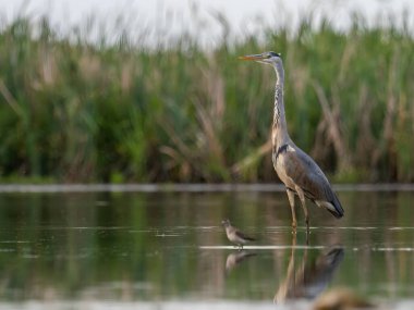 Görkemli bir gri balıkçıl zarif bir şekilde sakin sularda duruyor. Uzun figürü, çevreleyen bitkilerin canlı yeşilliğiyle kusursuz bir şekilde harmanlanıyor..