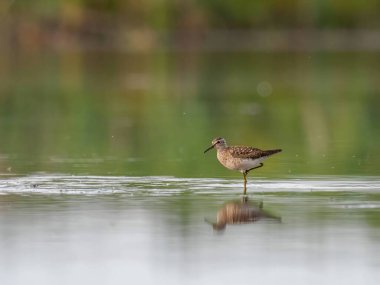 Zarif bir Orman Çulluğu, sulak yansımasıyla çevrili suyun sakin yüzeyinde huzur içinde durur..