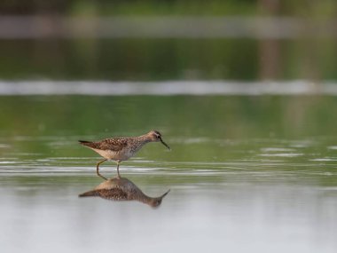 Zarif bir Orman Çulluğu, sulak yansımasıyla çevrili suyun sakin yüzeyinde huzur içinde durur..