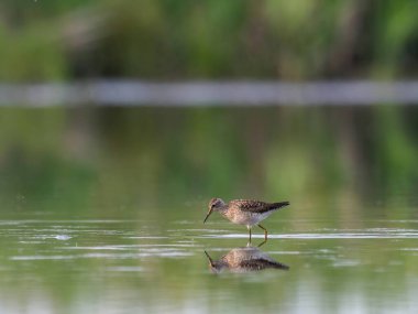 Zarif bir Orman Çulluğu, sulak yansımasıyla çevrili suyun sakin yüzeyinde huzur içinde durur..