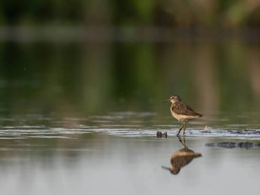 Zarif bir Orman Çulluğu, sulak yansımasıyla çevrili suyun sakin yüzeyinde huzur içinde durur..