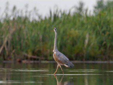 Görkemli bir gri balıkçıl zarif bir şekilde sakin sularda duruyor. Uzun figürü, çevreleyen bitkilerin canlı yeşilliğiyle kusursuz bir şekilde harmanlanıyor..