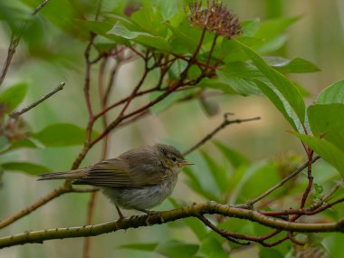 Dala tünemiş minik bir kuş.