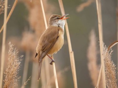 Zarif Great Reed Warbler kuru sazlıkların üzerinde dinleniyor, doğal arka plana karşı canlı renklerini sergiliyor. Vahşi yaşamın pitoresk bir sahnesi.