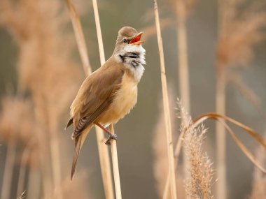 Zarif Great Reed Warbler kuru sazlıkların üzerinde dinleniyor, doğal arka plana karşı canlı renklerini sergiliyor. Vahşi yaşamın pitoresk bir sahnesi.