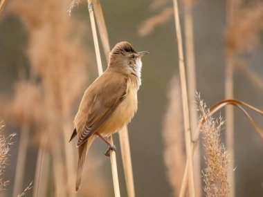 Zarif Great Reed Warbler kuru sazlıkların üzerinde dinleniyor, doğal arka plana karşı canlı renklerini sergiliyor. Vahşi yaşamın pitoresk bir sahnesi.