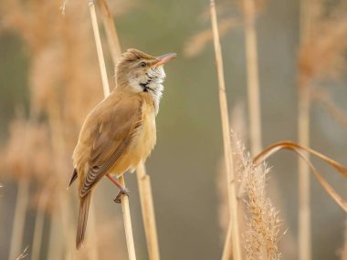 Zarif Great Reed Warbler kuru sazlıkların üzerinde dinleniyor, doğal arka plana karşı canlı renklerini sergiliyor. Vahşi yaşamın pitoresk bir sahnesi.