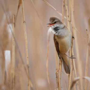 Zarif Great Reed Warbler kuru sazlıkların üzerinde dinleniyor, doğal arka plana karşı canlı renklerini sergiliyor. Vahşi yaşamın pitoresk bir sahnesi.