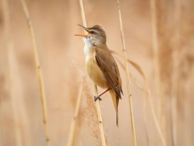Zarif Great Reed Warbler kuru sazlıkların üzerinde dinleniyor, doğal arka plana karşı canlı renklerini sergiliyor. Vahşi yaşamın pitoresk bir sahnesi.
