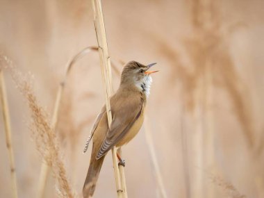 Zarif Great Reed Warbler kuru sazlıkların üzerinde dinleniyor, doğal arka plana karşı canlı renklerini sergiliyor. Vahşi yaşamın pitoresk bir sahnesi.