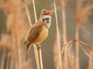 Zarif Great Reed Warbler kuru sazlıkların üzerinde dinleniyor, doğal arka plana karşı canlı renklerini sergiliyor. Vahşi yaşamın pitoresk bir sahnesi.