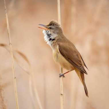 Zarif Great Reed Warbler kuru sazlıkların üzerinde dinleniyor, doğal arka plana karşı canlı renklerini sergiliyor. Vahşi yaşamın pitoresk bir sahnesi.