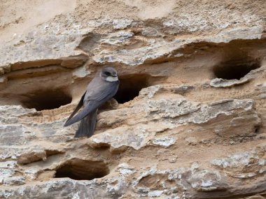 Sand Martin güvenle bir kayaya tünedi. Yuvasının girişini korudu. Doğanın mühendislik harikalarının bir kanıtı..