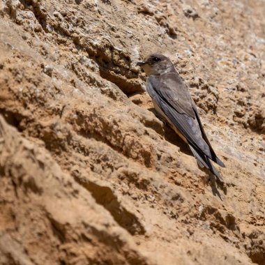 Sand Martin güvenle bir kayaya tünedi. Yuvasının girişini korudu. Doğanın mühendislik harikalarının bir kanıtı..