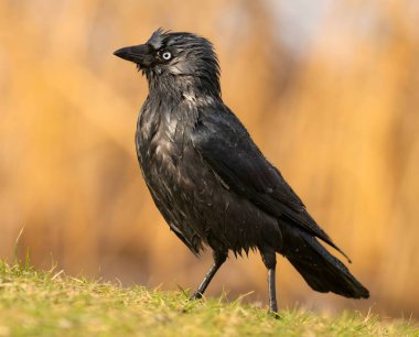 Batılı karga çarpıcı bir yakın plan fotoğraf çekti, yemyeşil çimlerin üzerinde zarif bir şekilde duruyordu..