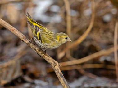 Avrasya siderisi bir dala nazikçe tünemiş, canlı tüyleri yumuşak, bulanık arka plana karşı güzel bir şekilde zıt düşüyor..